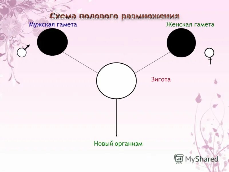 Мужская гамета. Слияние гамет схема. Схема полового размножения. Схема схема полового размножения. Гамета и зигота.