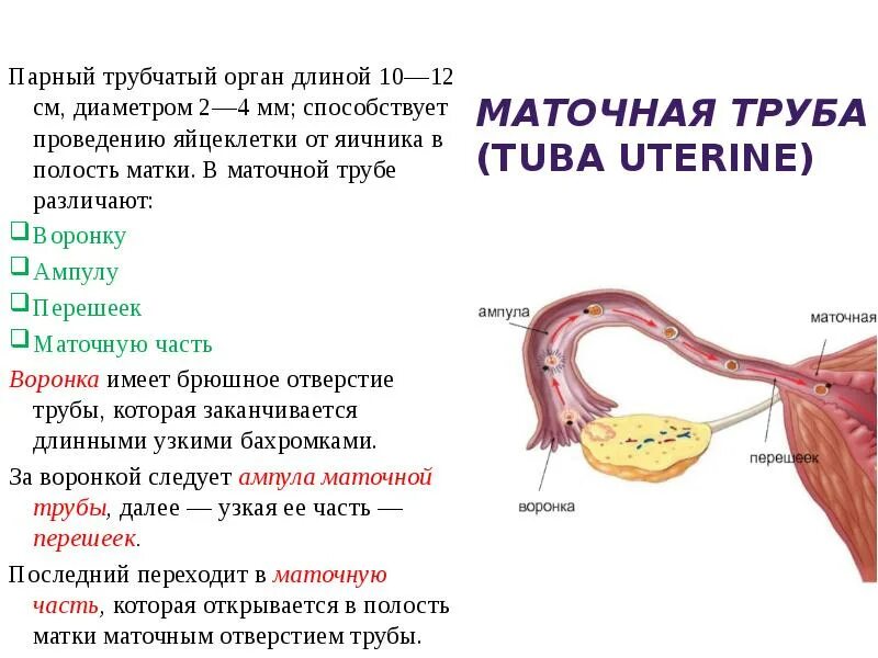 Функции репродуктивной системы женщины