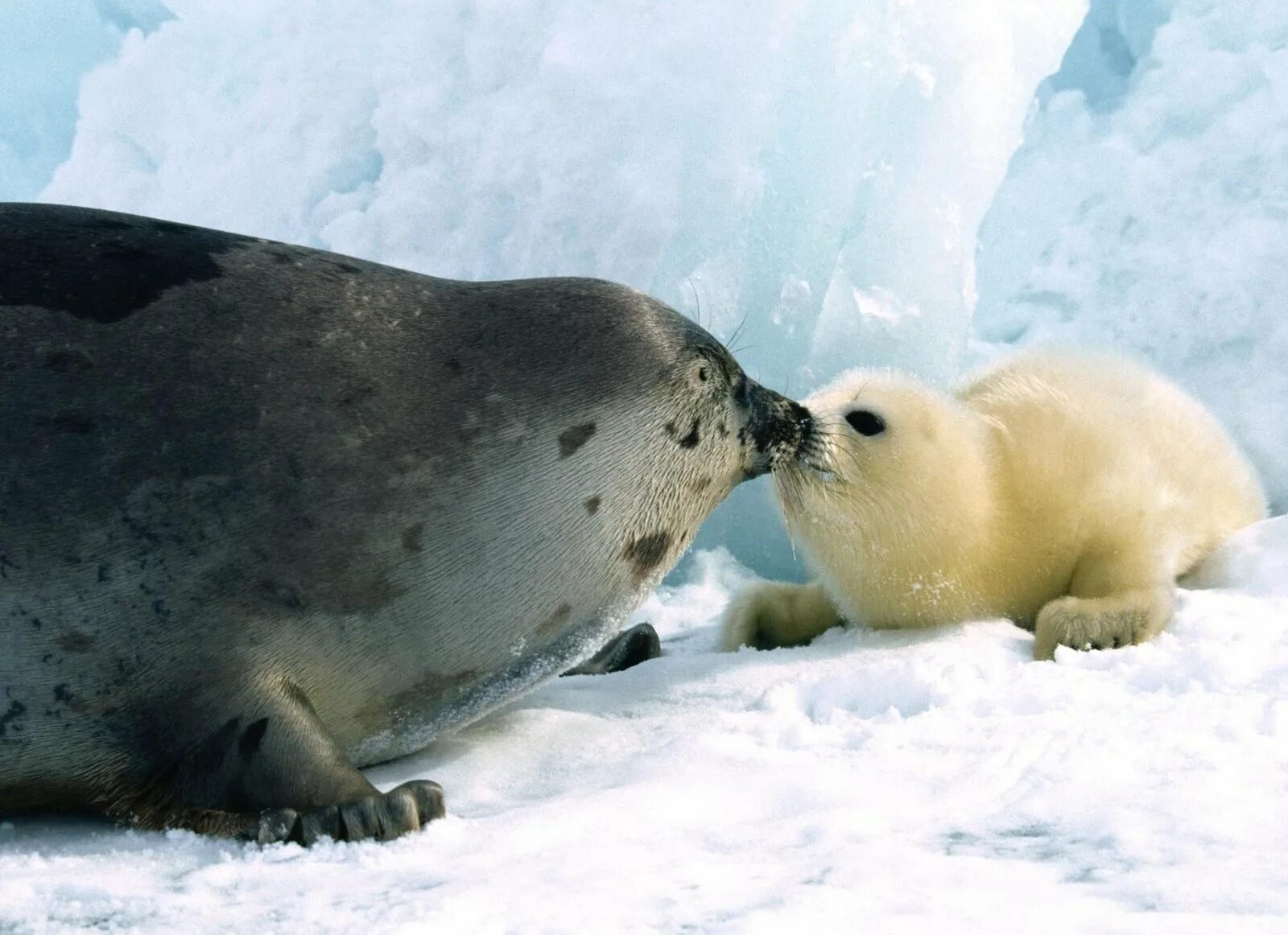 Гренландский тюлень Нерпа. Белек гренландского тюленя. Белёк детеныш тюленя. Тюлень Нерпа.