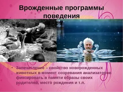 Рефлексы и инстинкты человека