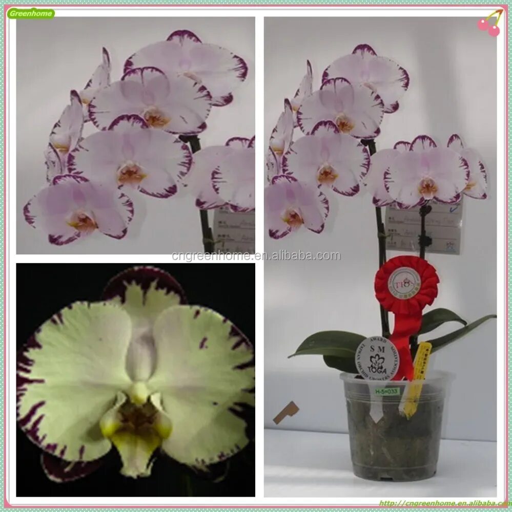 Как отличить орхидею. Фаленопсис Аракаки. Определитель сорта орхидей фаленопсис. Орхидеи фаленопсис спринг. Arakaki Spring фаленопсис.