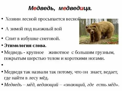 Как пишется медвежонок или медвежонок
