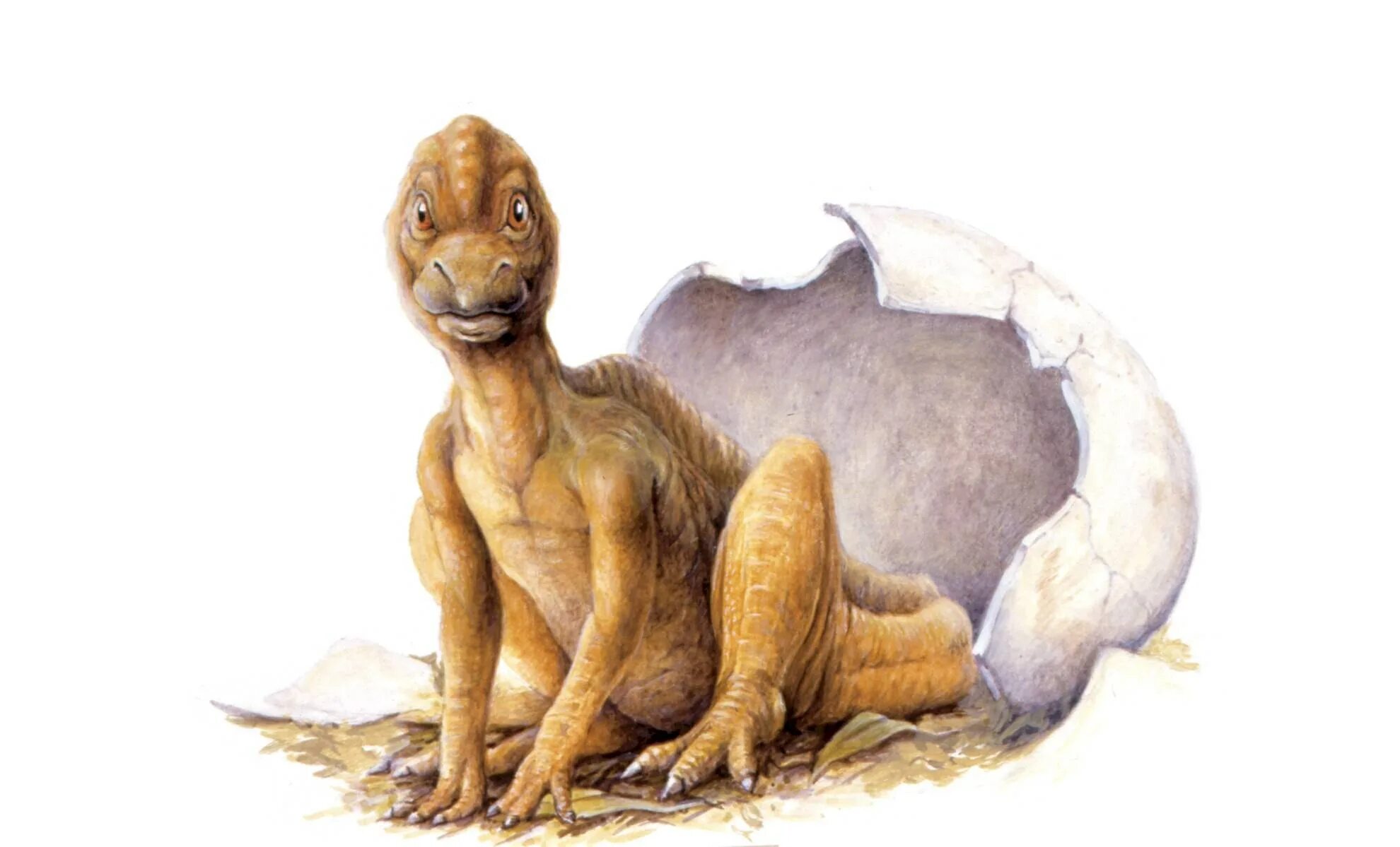 Майазавр. Динозавр с яйцом. Потомство динозавров.