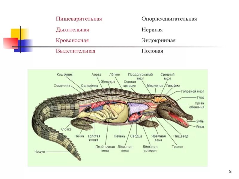 Строение крокодила. Пресмыкающиеся системы органов. Пищеварительная система рептилий. Отделы пищеварительной системы ящерицы.