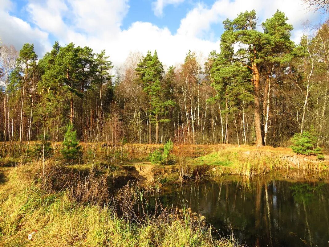 Сосновый бор богородский район. Ступино московская область хвойный лес. Сосновый московская область. Сосновый бор в подмосковье лес. Сосновый московская область.