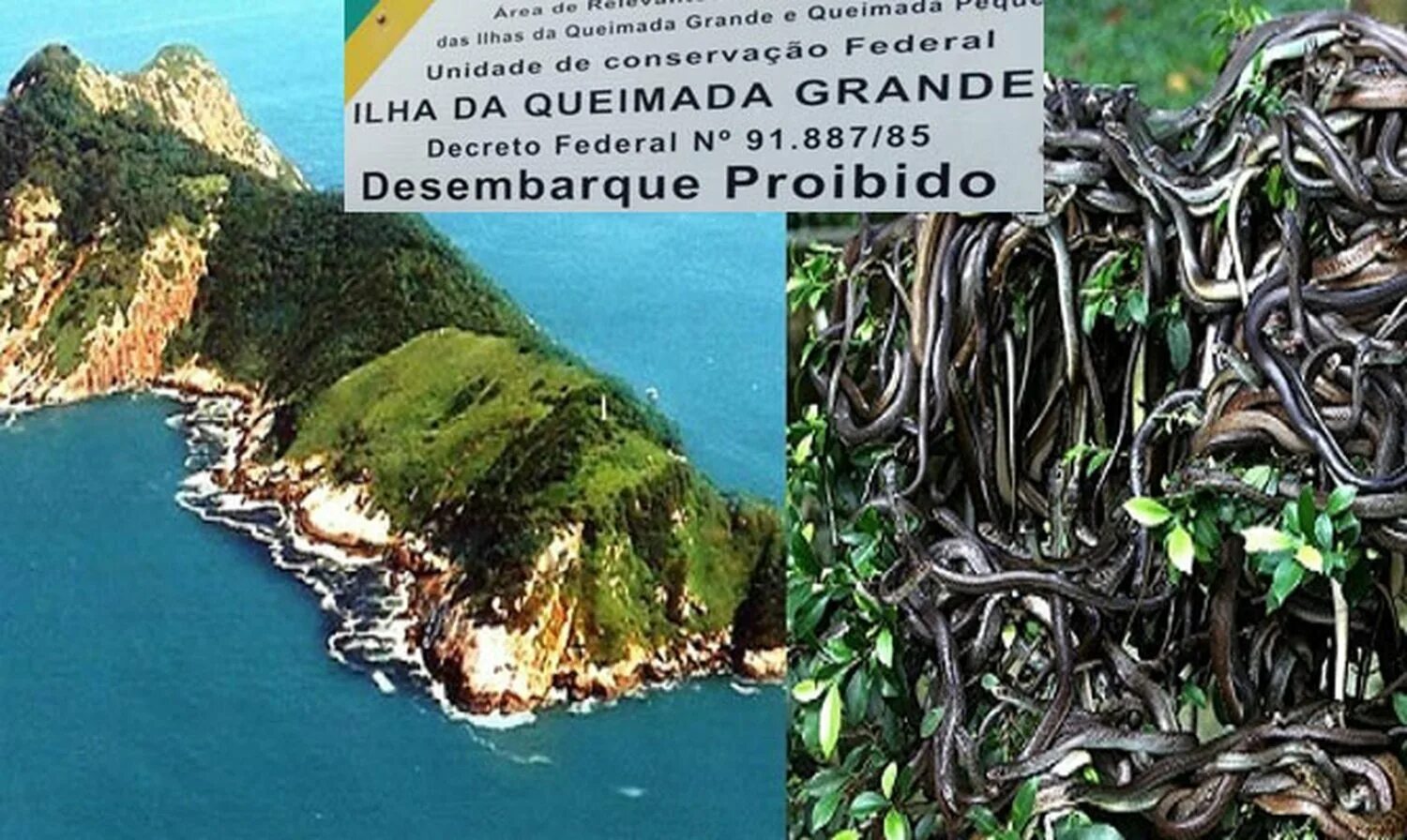 Острова змеиный где. Остров Кеймада-Гранди Бразилия. Остров Кеймада-Гранди змеи. Маяк на острове Кеймада-Гранди Бразилия. Змеиный остров, Сан-Паулу, Бразилия.