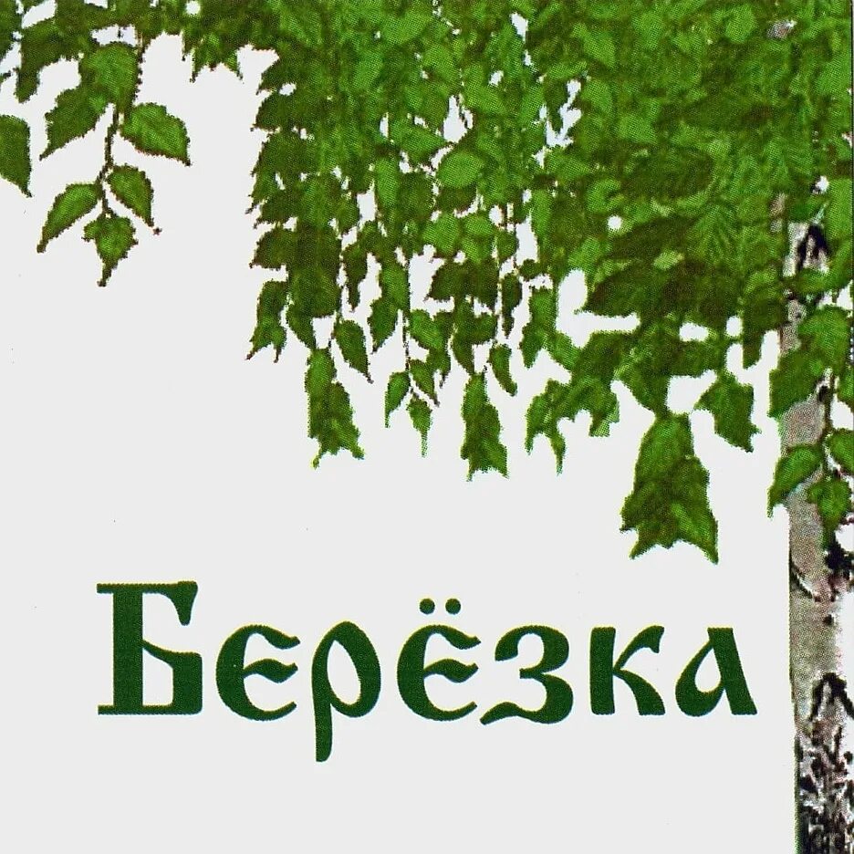 Березка часы работы. Береза с надписью для детей. Веточка березы с надписью. Веточки березыснадпись. Русская Березка.