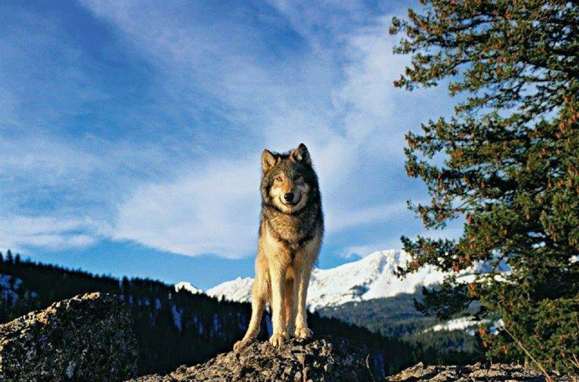 Волк южных скалистых гор. Волки в горах. Волк на скале. Волк на горе. Хвойная волки