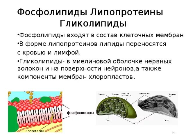 Фосфолипиды клеточной мембраны. Фосфолипиды в мембране клетки. Фосфолипиды входят в состав клеточных мембран. Гликолипиды мембран строение. Липиды входят в состав клеток