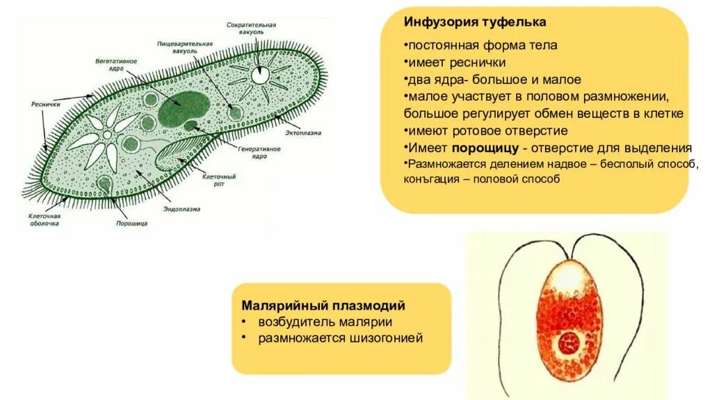 Какую функцию инфузории туфельки выполняет сократительная вакуоль. Генеративное ядро инфузории туфельки. Реснички инфузории туфельки строение. Два ядра у инфузории туфельки. Клеточная стенка инфузории туфельки.