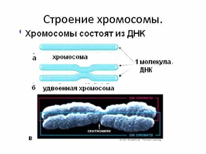 Формирование двухроматидных хромосом. Строение однохроматидной хромосомы. строение двухроматидные хромосомы. двухрамотилная хромомса. строение удвоенной хромосомы.