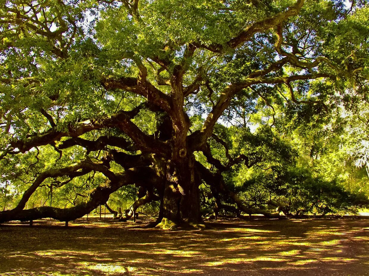 Жизнь дерева дуба. ЛИМУЗЕНСКИЙ дуб. Дуб Комптон Хилл. Дуб Пиренейский дерево. ЛИМУЗЕНСКИЙ дуб Википедия.