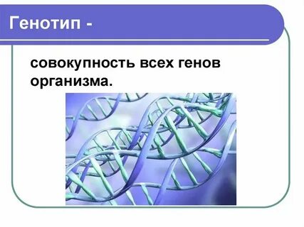 Роль генов в организме