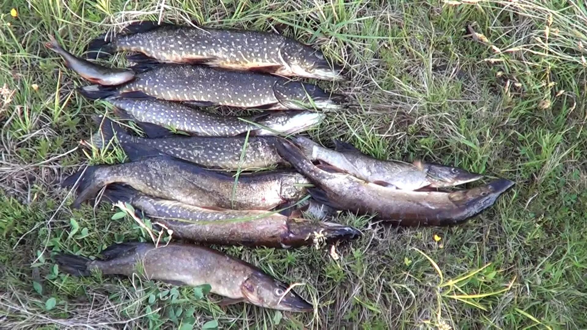 погода в шальском карелия рп5 на неделю