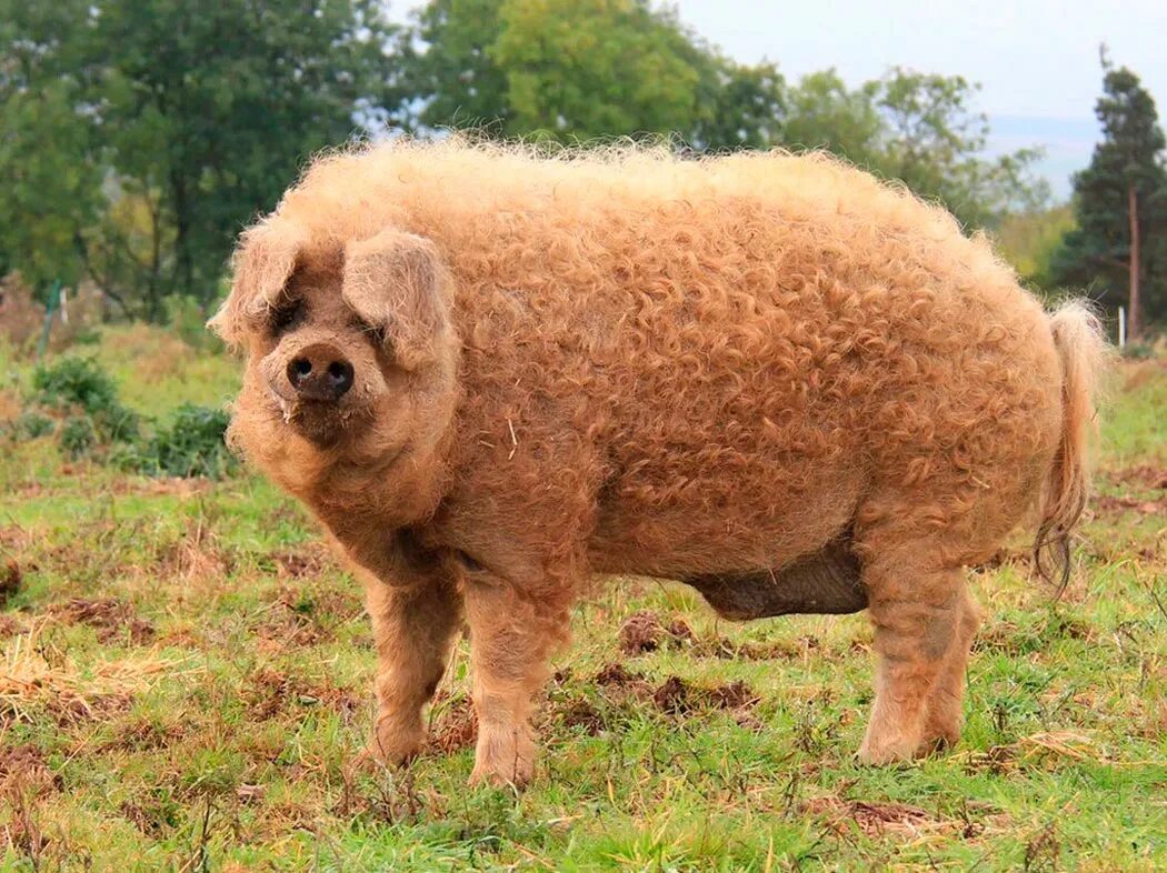 Венгерская мангальница. Свинки с шерстью. Порода венгерская мангалица. Венгерская мангалица поросята. Свинья с длинной шерстью.