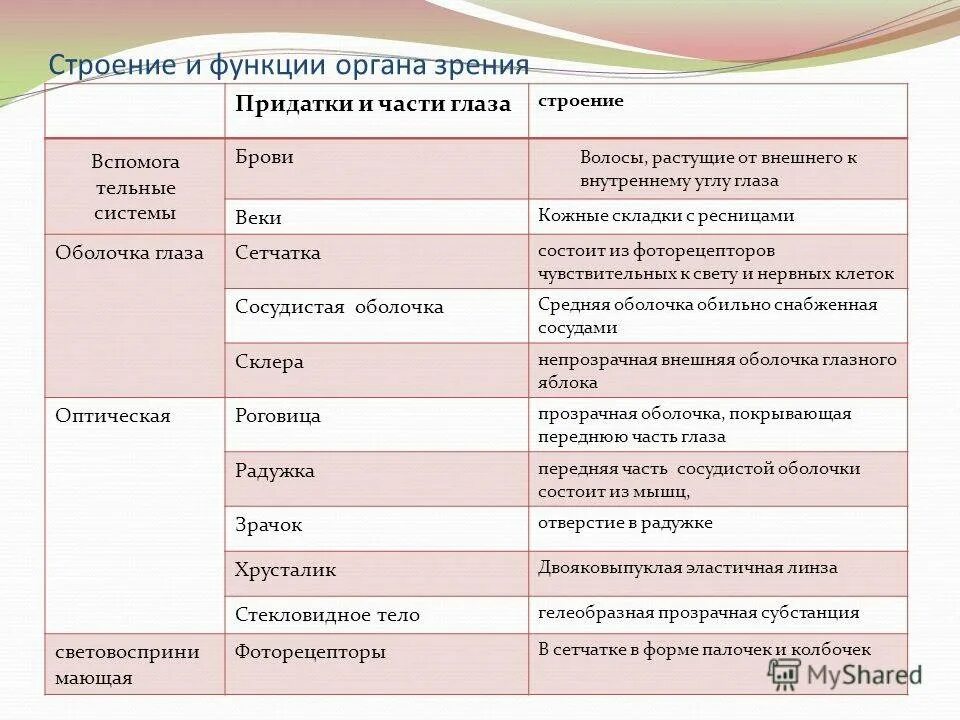 Зрительный анализатор строение функции таблица. Оболочки глаза строение и функции таблица. глазной анализатор строение и функции. таблица строение глаза оболочки строение функции. таблица системы глаза части глаза строение функции.