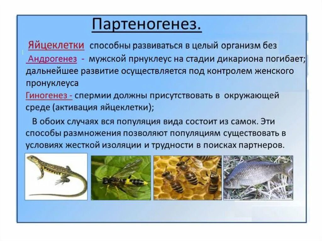 Партеногенез. У кого есть партеногенез. Педогенез. Партеногенез таблица. Копуляция слияние половых клеток.