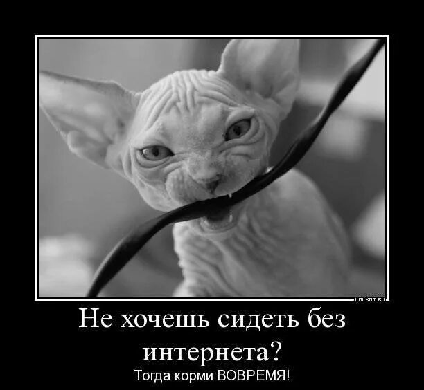 Кот грызет мем. Котик кусает провод. кот перегрыз провод. кот грызет провода. кот грызёт провод мем.