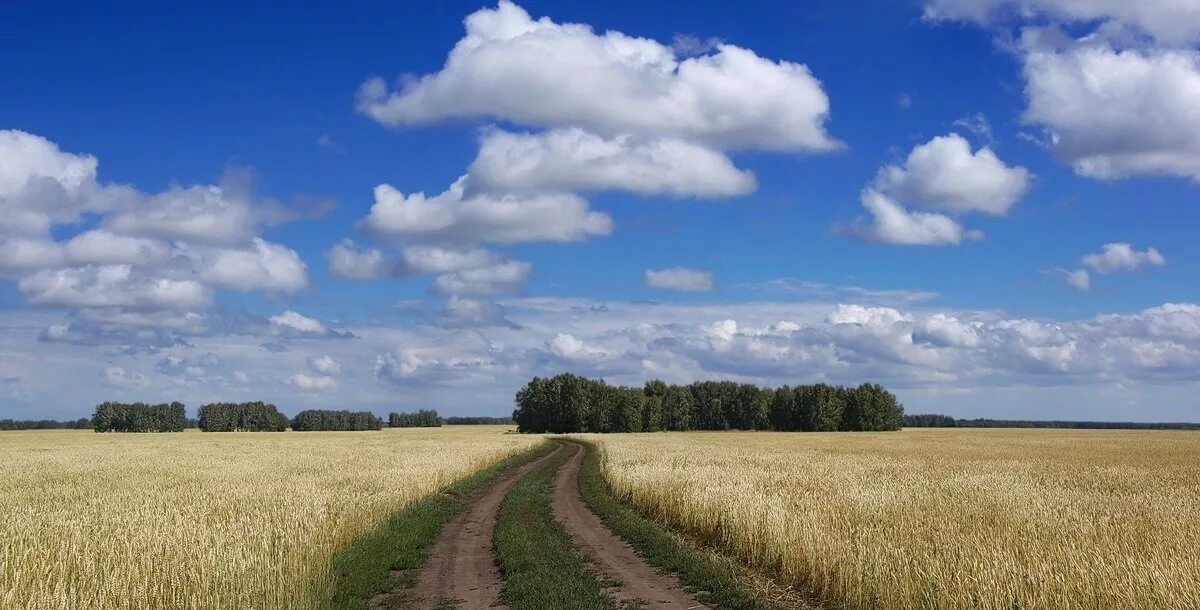 Насколько поле. Поля Алтайского края. Алтайский край поля пшеницы. Природа Алтайский край поля. Край поля.