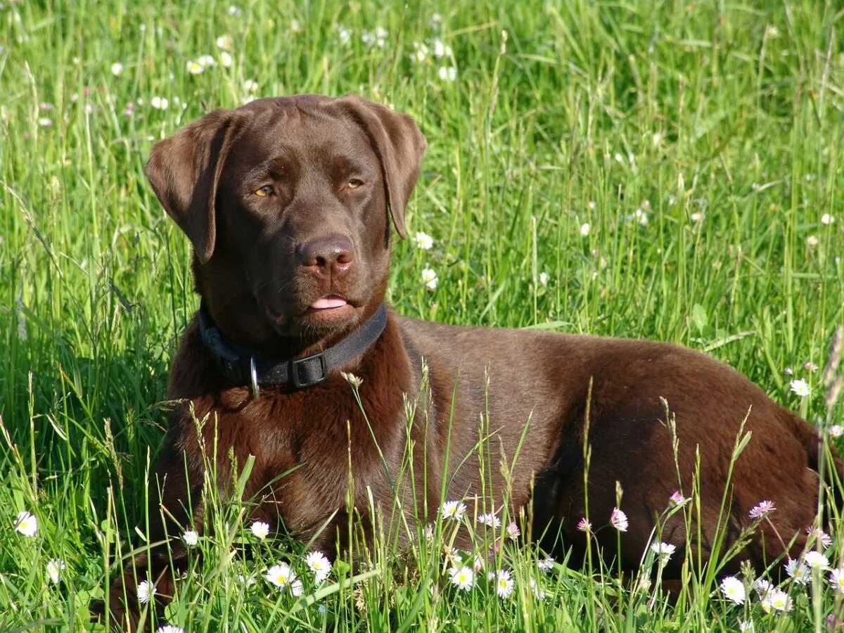 Как выглядит коричневая собака Pin by Lidy van Dijk on Pets / Huisdieren Dogs, Labrador, Labrador retriever