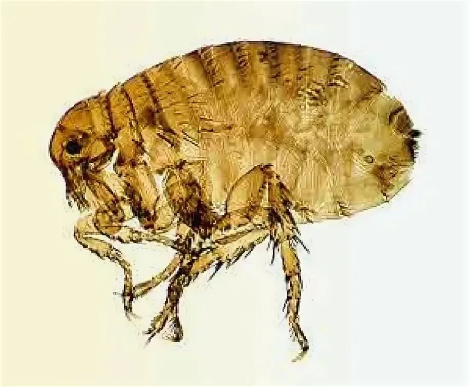 Крысиная блоха xenopsylla cheopis. Блоха крысиная южная. Крысиная блоха xenopsylla cheopis. Блоха крысиная южная. Блоха pulex irritans самец.