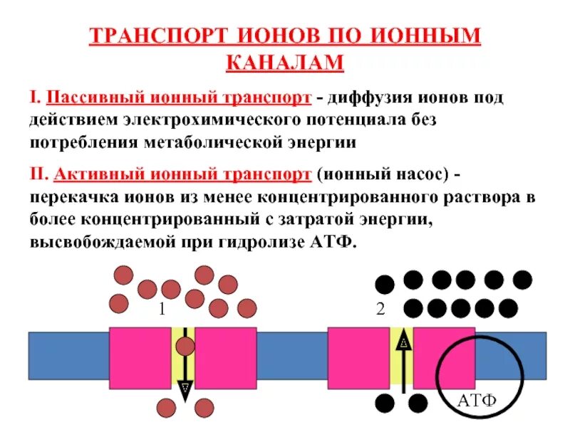 Активный ионный транспорт. Первичный и вторичный активный транспорт. Активный транспорт биофизика. Транспорт ионов. Свойства активного транспорта.