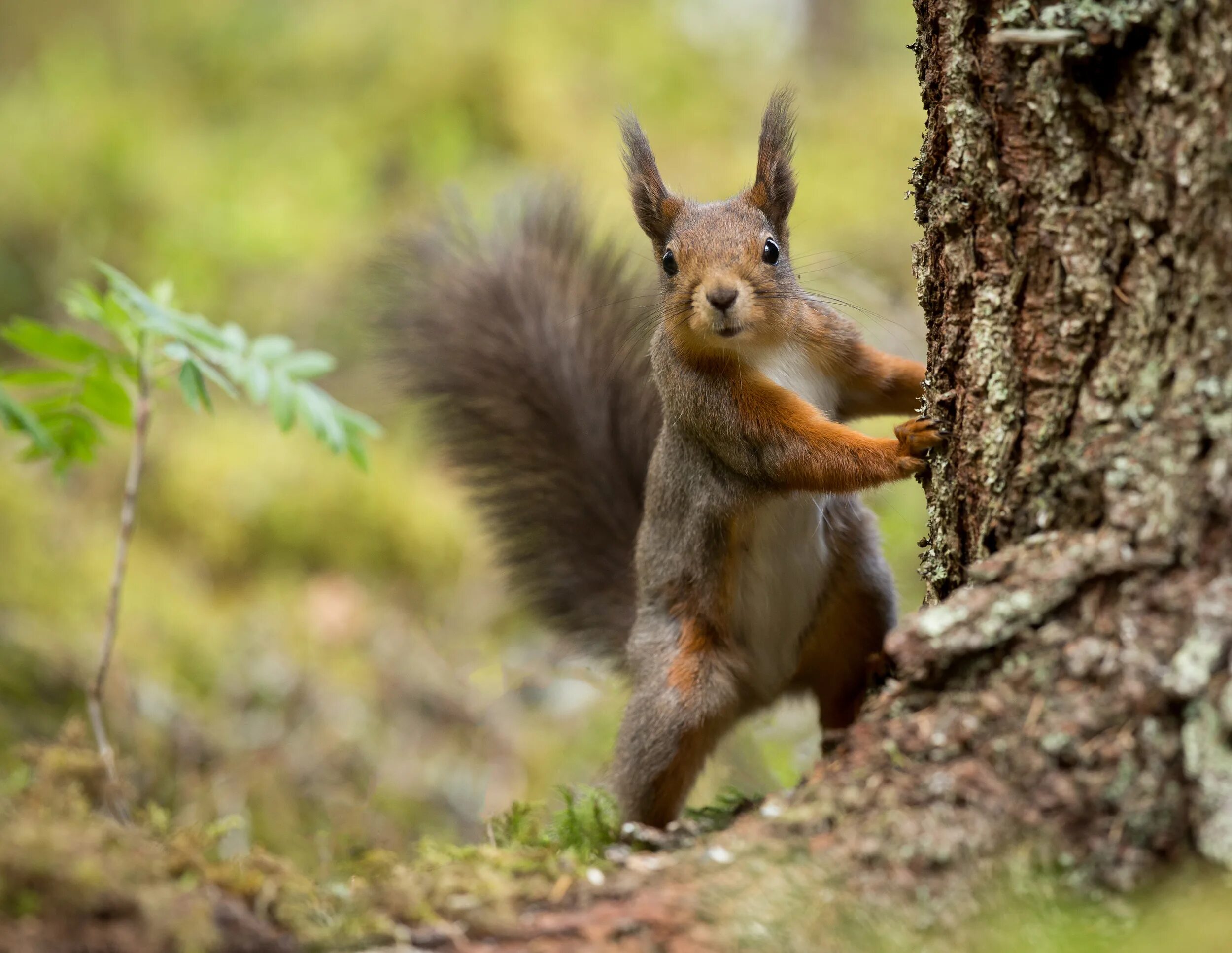 удивленная белка