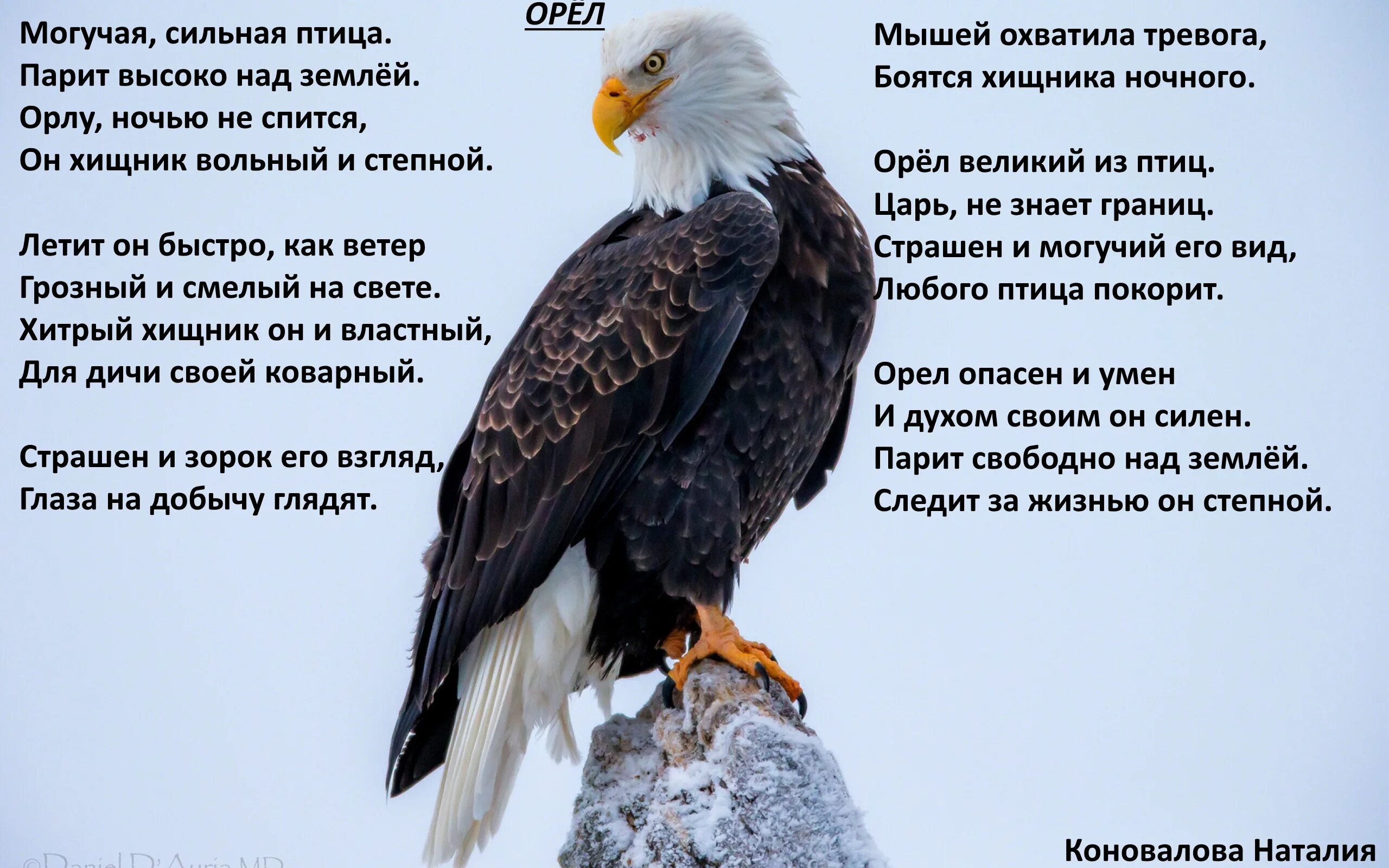 Стихотворение про орлов. Стих про орла. В Орлов стихи. Цитаты про орла. Стихи про птиц Орел.