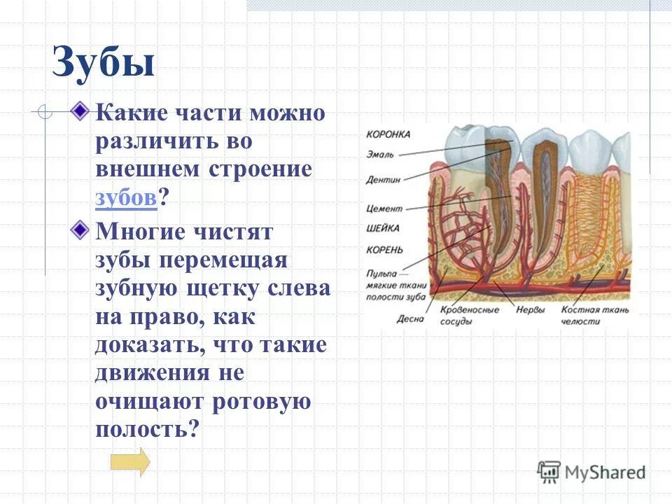 Сосуды десны