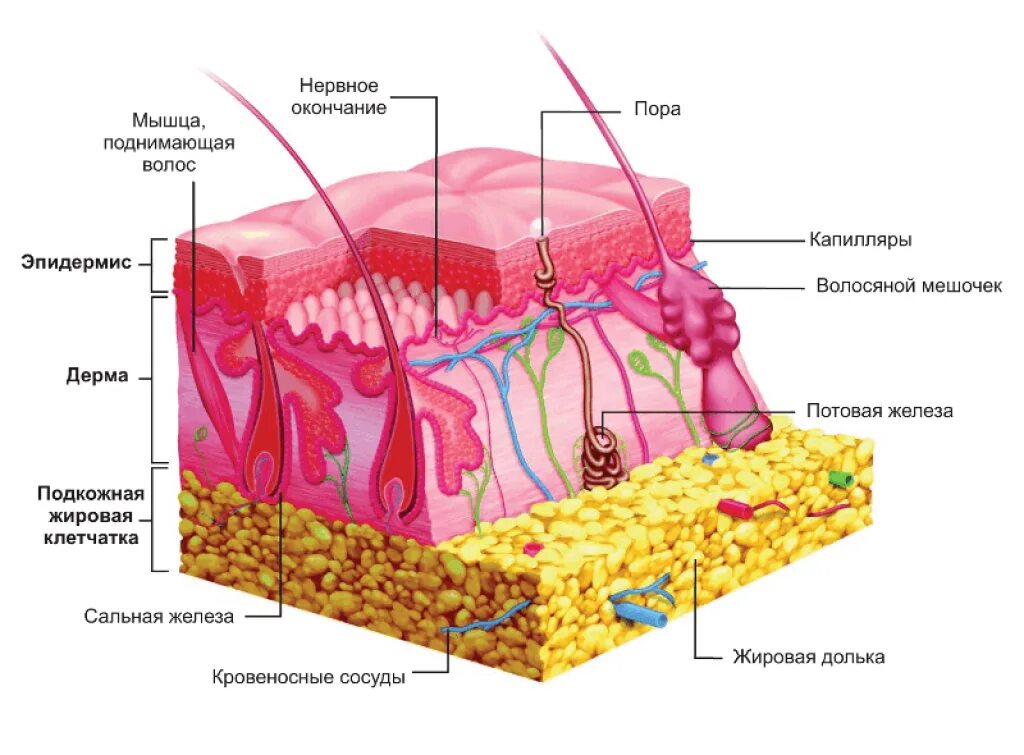 Пигмент содержащийся в коже. Кожа эпидермис дерма гиподерма. Слои кожи эпидермис дерма и гиподерма. Дерма эпидерма строение кожи. Эпидермис дерма подкожная клетчатка.