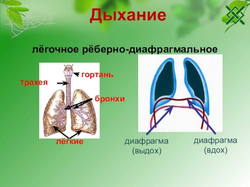 Легочное дыхание. Трахея и диафрагма. Трахейно легочное дыхание. Дыхание легочное и реберное. Четырехкамерное сердце наличие диафрагмы