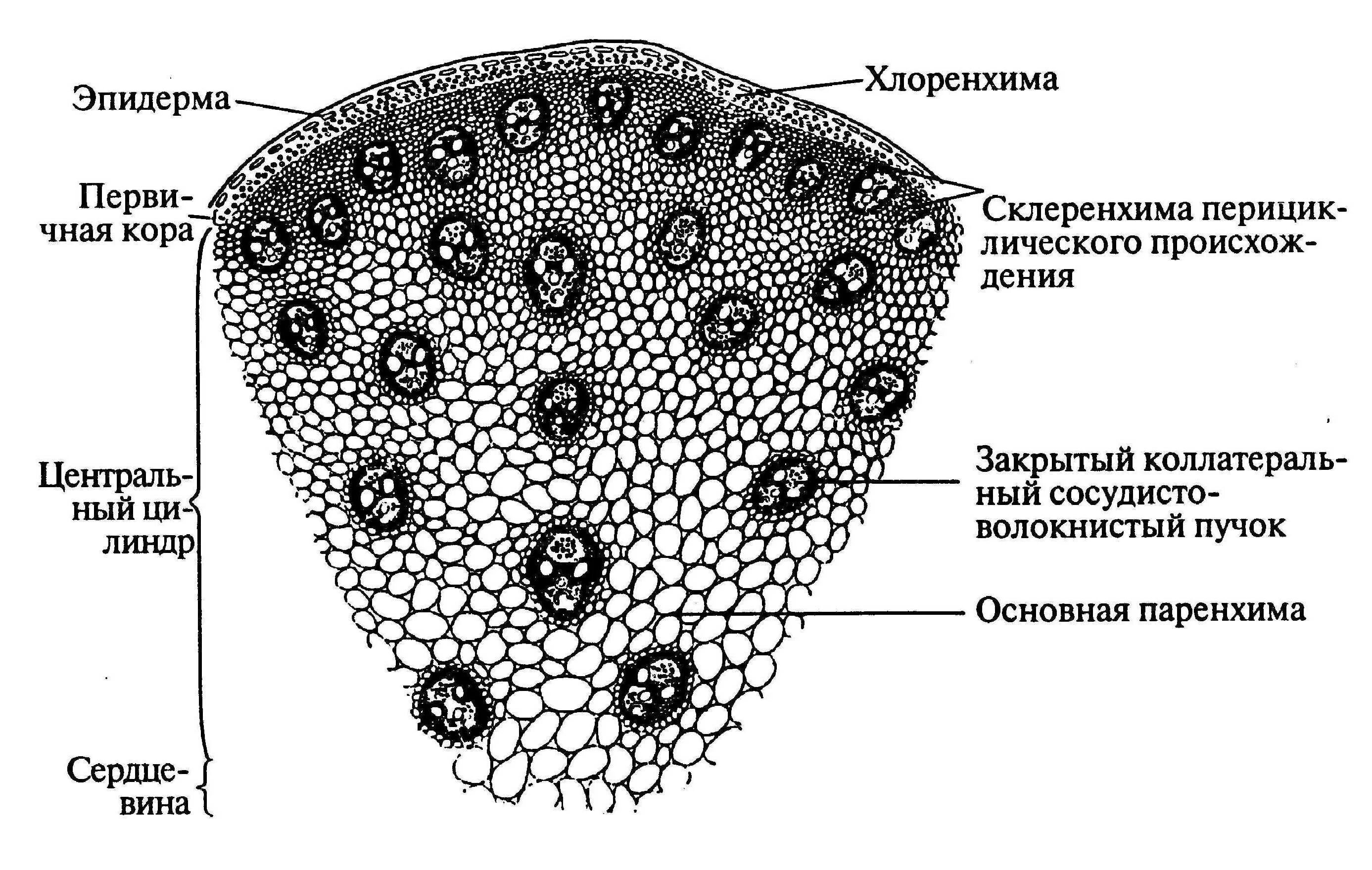 Проводящий пучок однодольного растения. Строение однодольного стебля кукурузы. Строение стебля кукурузы на поперечном срезе. Первичное строение стебля кукурузы. Поперечный срез стебля однодольного растения.