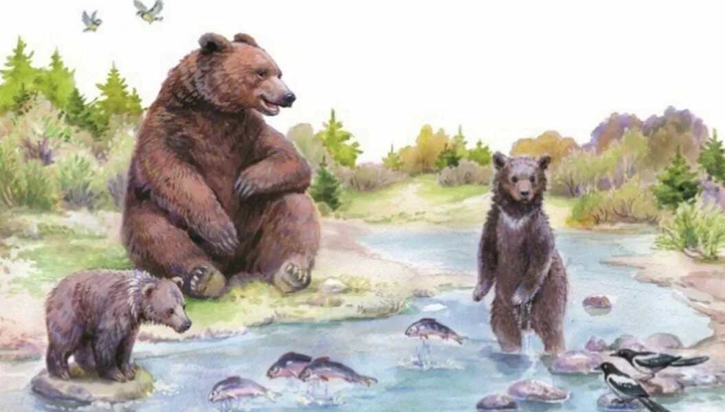 Купание медвежат Бианки иллюстрации. Купание медвежат Бианки. Иллюстрации к рассказу купание медвежат Бианки. Рассказ Виталия Бианки купание медвежат. Рассказ бианки купание медвежат