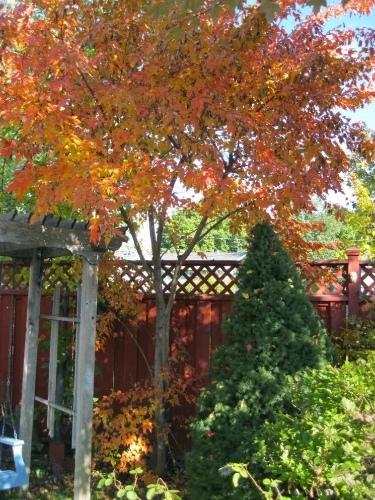 Autumn red foliage of Acer palmatum 'Osakazuki' Autumn garden, Dream garden, Gar