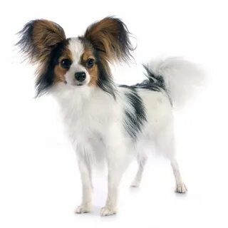 Papillon на русском