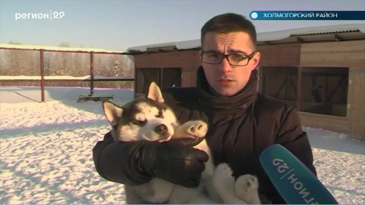 Хаски в архангельске. Хаски в архангельске. Питомник для собак в нягани. Деревня хаски ижевск. Хаски архангельск.