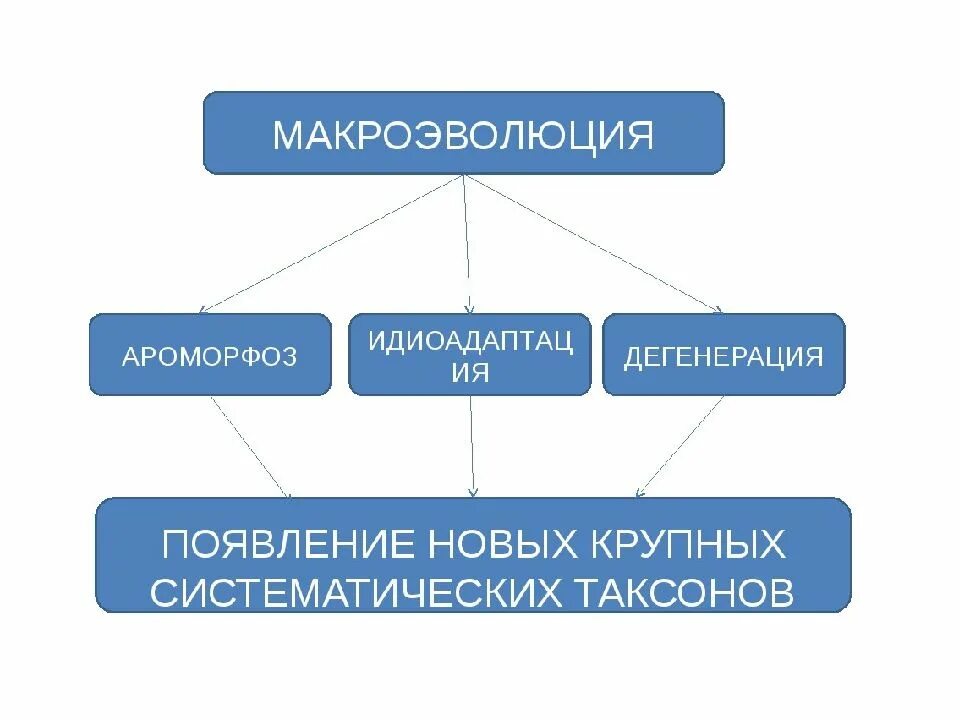 Макроэволюция 9. Макроэволюция. макроэволюция это в биологии. схема макроэволюции. процессы макроэволюции.