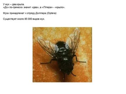 Муха кажется