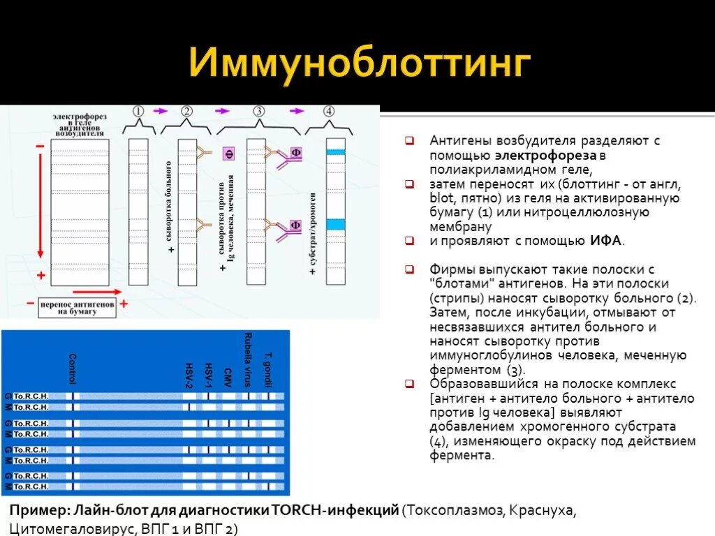 Иммуноблоттинг ВИЧ принцип метода. Иммуноблоттинг ВИЧ микробиология. Иммуноблоттинг интерпретация результатов. Иммуноблоттинг принцип реакции. Иммунный блоттинг