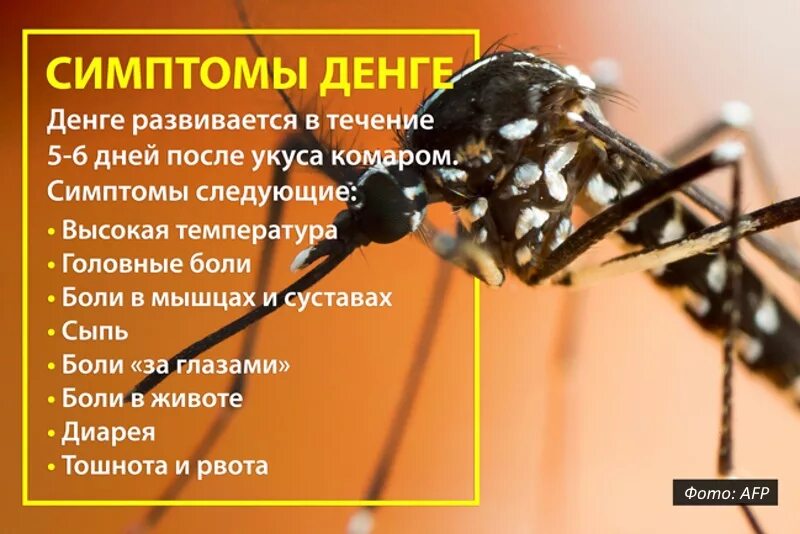 Лихорадка денге патогенез. Лихорадка денге симптомы. Лихорадкой денге москиты. Классификация лихорадки денге. Лихорадка денге симптомы.