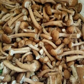 Продам свежие грибы