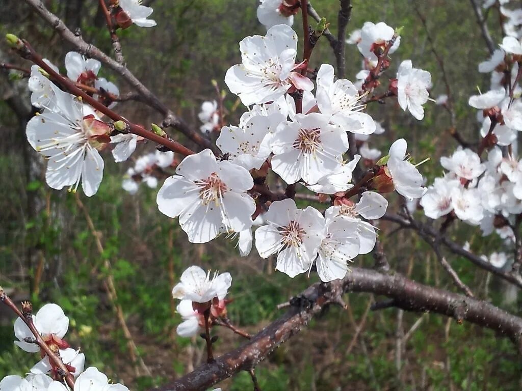 Какие деревья цветут в апреле. Урюк дерево цветет. Дерево урюка и абрикоса. Цветущий абрикос дерево. Урюк дерево цветение.