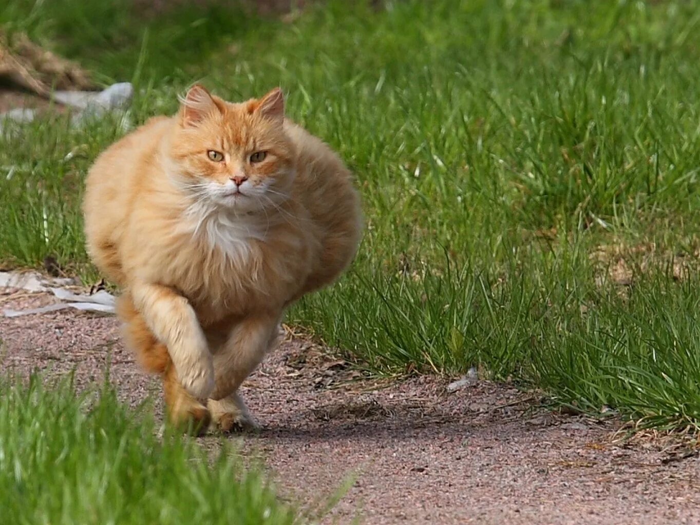 Кошечек быстро. Рыжий кот. Толстый рыжий кот. Жирные коты. Котик бежит.