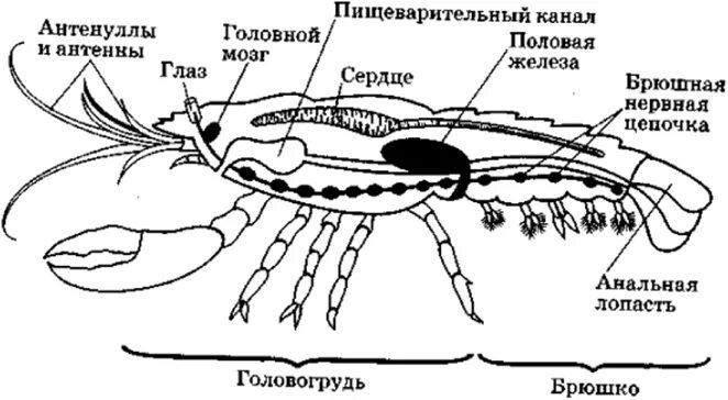 Бокоплав схема строения. Тело ракообразных делится на головогрудь и брюшко. Головогрудь у креветки. Креветка отделы тела головогрудь и брюшко. Речной рак головогрудь