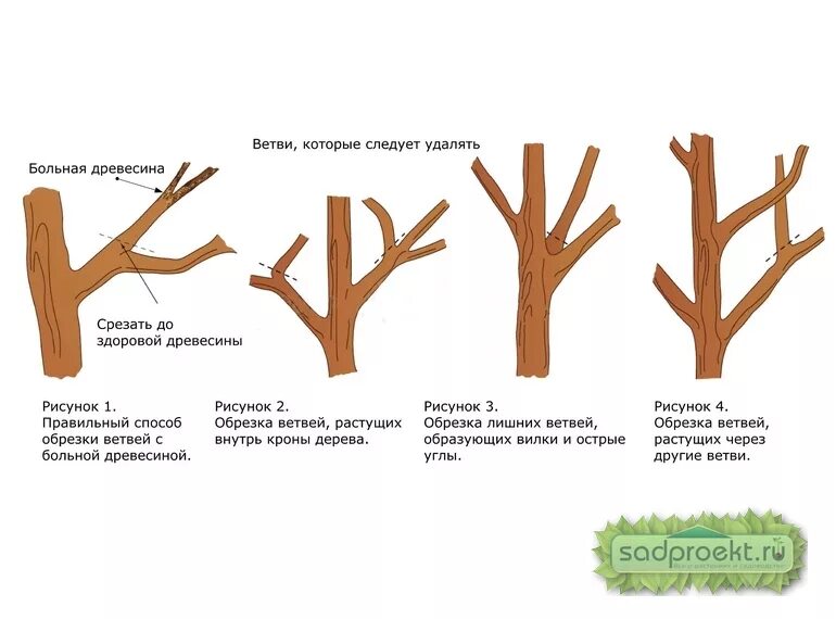 Можно ли обрезать сухие ветки. Правильно обрезать яблоню осенью схема подрезки. Схема обрезки плодовых деревьев весной. Обрезка яблони весной для начинающих в картинках. Обрезка яблони весной для начинающих.