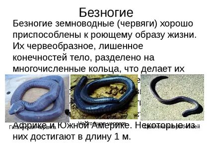 Представители безногих