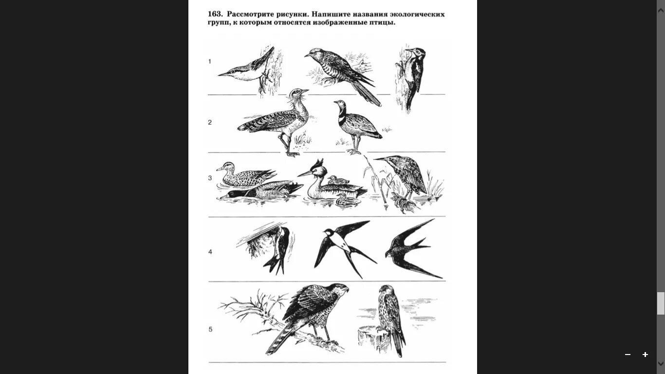 Экологические птицы представители. Экологические группы птиц. Представители экологических групп птиц. Название экологических групп птиц. Экологические типы птиц.