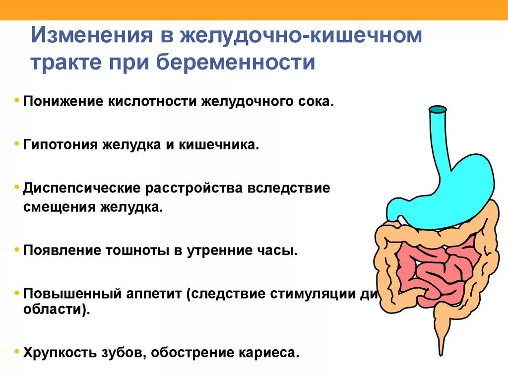 Кишечник лечение нарушение. Изменения в желудочно-кишечном тракте при беременности. Изменения ЖКТ У беременных.