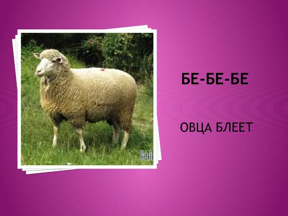 Что дает овца. Виды шерсти овец. Что делает овца. Что делает овца. Что делает овца.