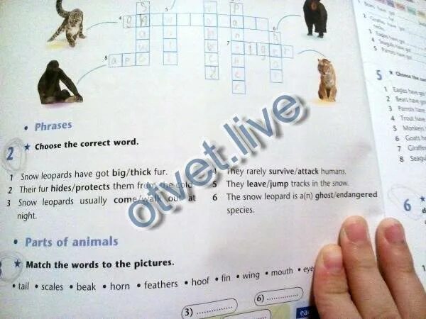 Match the words endangered. Match the Words Solar endangered. Look at the pictures and to the crossword Puzzle. Moose Lynx Sleddogs. An animal that has got large Horns.